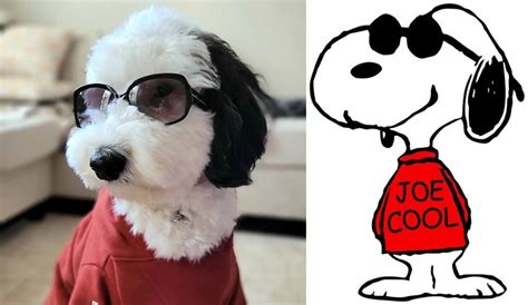 Bayley The Sheepadoodle The Dog That Looks Like Snoopy