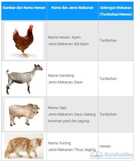 Bentuk Objek Gambar Ilustrasi Hewan - gambarilustrasijpeg