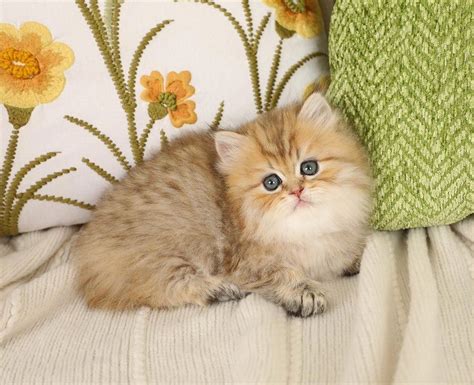 Glitterbug Golden Chinchilla Doll Face Persian Kitten For Sale