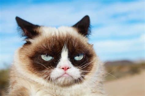 Tartar Sauce Aka Grumpy Cat Made Over 100 Million By 7 Years Old R