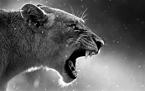 2880x1800 Lion Roaring Macbook Pro Retina Hd 4k Wallpapers Images