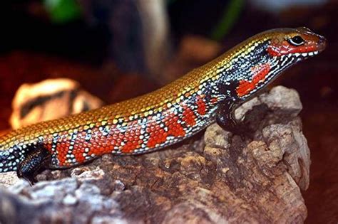 Fire Skink Facts And Pictures Reptile Fact