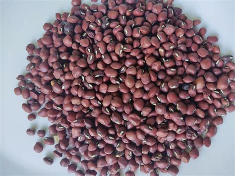 Organic Red Cowpea Red Ripper Cowpea Seeds Black Eye Pea Red Lobia