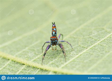 Most Vibrant Coloured Jumping Spider Species Chrysilla Volupe Satara