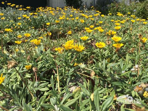 La principale differenza tra melone estivo e melone. Gazania | Fiori estivi, Fiori gialli, Fiori