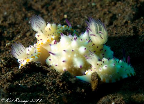 Fun Fact Nudibranchs Are Hermaphrodites Sea Rovers Dive Center