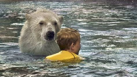 Swimming With Polar Bears At Cochrane Polar Bear Habitat In Ontario
