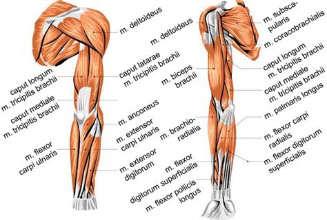 1 Overview Of Muscles In The Human Arm Backfront View Download