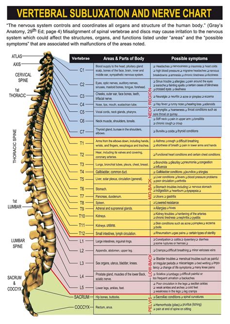 Spinal Nerve Chart With Effects Of Vertebral Subluxations And Pinched