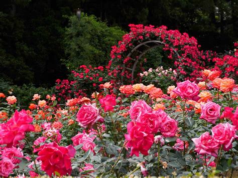 33 Gorgeous Rose Garden Ideas Photo Inspiration