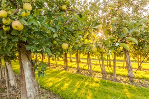 How To Prepare Your Land For Your Own Backyard Orchard Ways2gogreen Blog