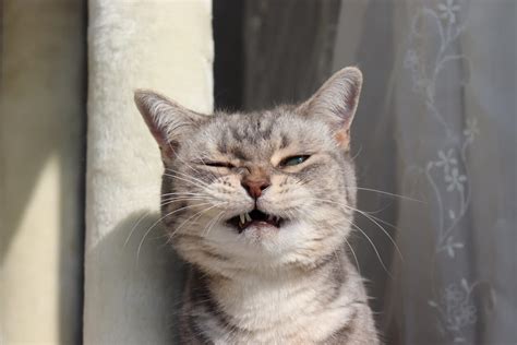 Cat Reverse Sneezing And Vomiting Krystin Fuentes