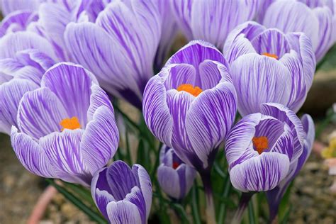 Survival garden seeds home garden collection vegetable seed vault find the best indoor garden from this list of top picks!ready to perk up your home or office with fresh veggies and herbs? Kukkakuljetukset pääkaupunkiseutu | Home In Garden ...