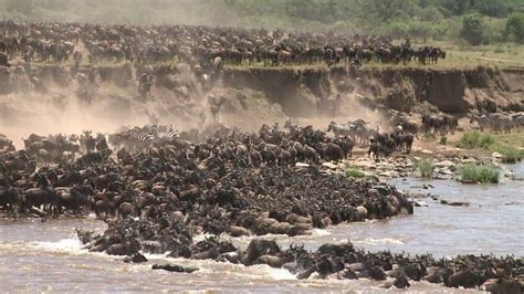 Wildebeest Migration Crossing The Mara River On Vimeo