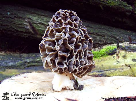 Світ грибів України Morchella Esculenta Зморшок їстівний