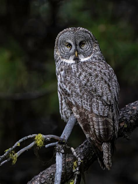 Great Gray Owl Oregon Birding Association