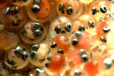 Males build bubble nests that vary in thickness and size. All about betta fish: fish eggs