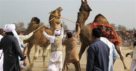 ¿cultura O Crueldad Las Peleas De Camellos Persisten En Pakistán Mundo Tvn Panamá