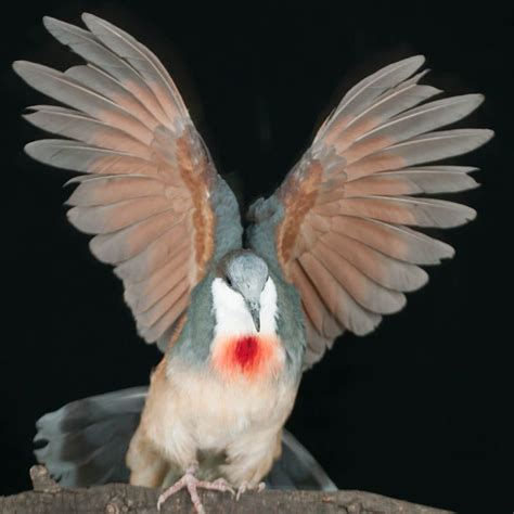 Luzon bleeding heart dove (i.redd.it). Luzon Bleeding Heart Dove | Bleeding heart, Beautiful ...