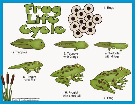 Frog Cycle Colouring Pages Frog Life Cycle Printable Lifecycle Of A