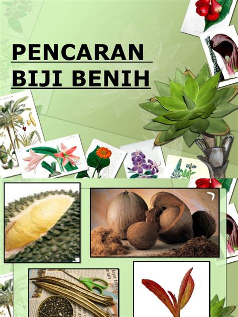 From malay biji, from sanskrit बीज (bīja, seed). PENCARAN biji benih atau buah tahun 4