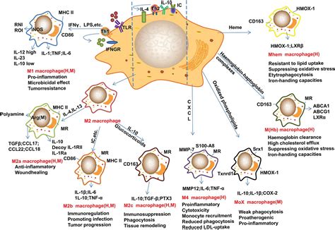 Frontiers Macrophage Plasticity And Atherosclerosis Therapy