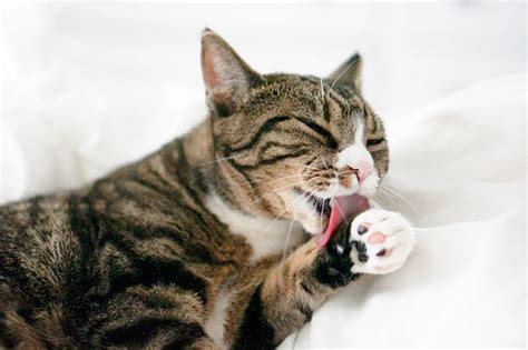 Cat Licking Itself Stock Photos Pictures And Royalty Free Images Istock
