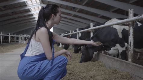Young Positive Female Worker On The Cow Farm Trying To Feed The Mammal
