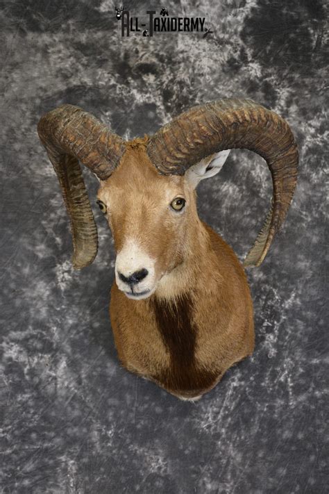 Mouflon Sheep Taxidermy Mounts All Taxidermy