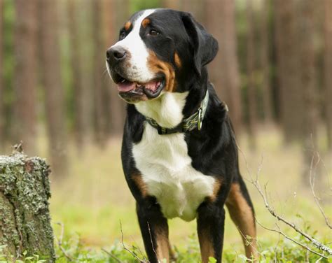 Worlds Strongest Dog Breeds That Make Protective Companions