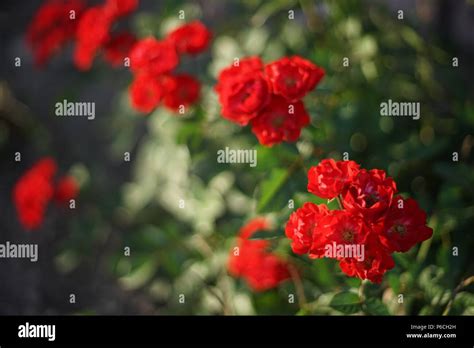 Red Roses Grow In The Summer Garden Stock Photo Alamy