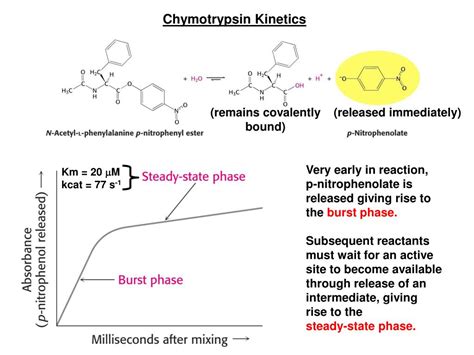 Ppt Lecture Mechanism Of Chymotrypsin Powerpoint Presentation