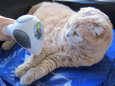 One of the best things about this. CUTE SCOTTISH FOLD CAT BASIL FARROW VS. CATNIP BALL! TRIA ...