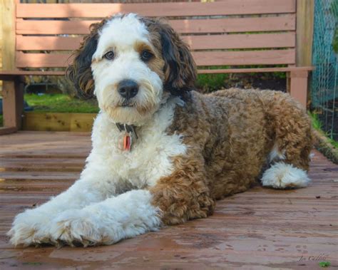 ad_1 before & afters are the bestswipe to see transformation appointments. Sadie the Standard Bernedoodle. 12 months 87 lbs ...