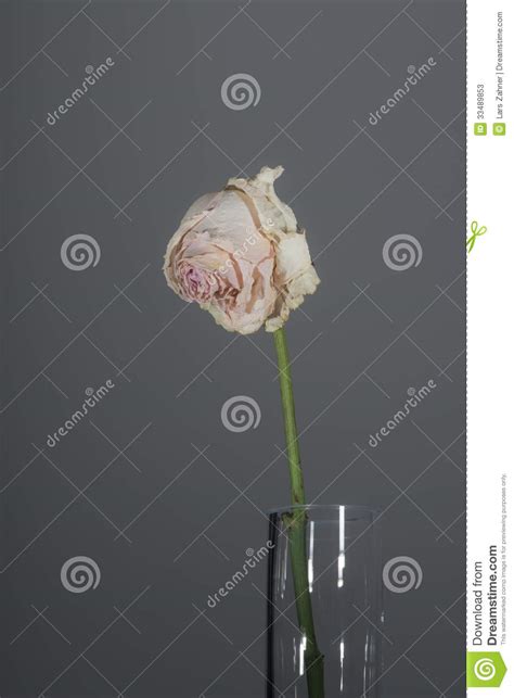 Single Withered Long Stemmed Pink Rose Stock Image Image Of