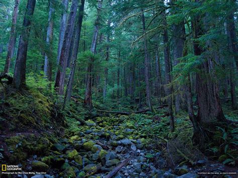 Just browse through our collection of more than 60 hight resolution wallpapers and download them for free for your desktop or phone. Rainy Forest Wallpaper - WallpaperSafari