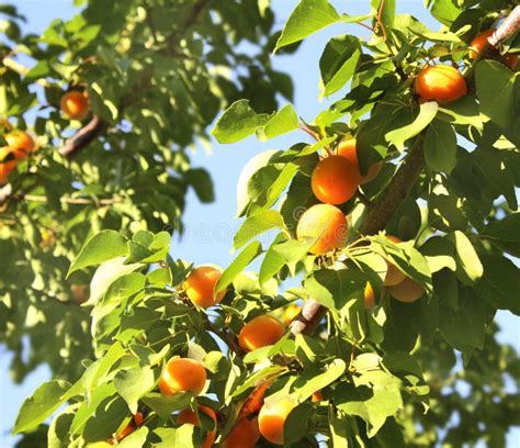 Ripe Apricots Stock Photo Image Of Branch Garden Drop 25911012