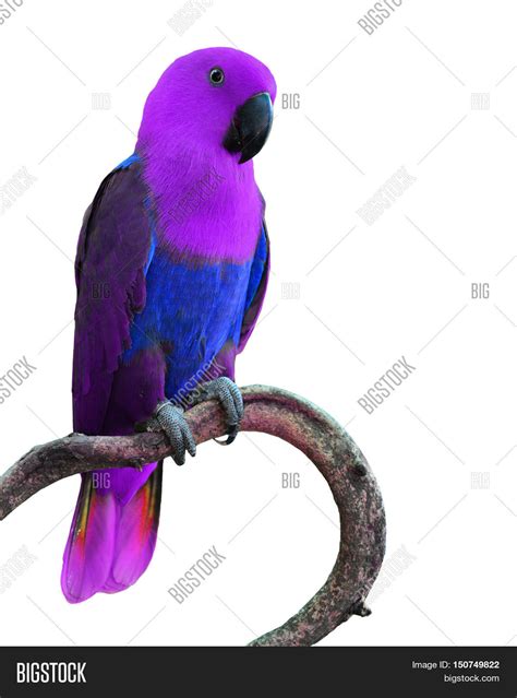 Purple Parrot Bird Image And Photo Free Trial Bigstock