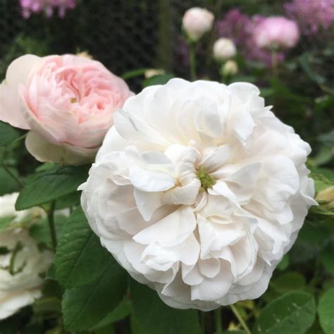 Damask Roses Trevor White Roses Specialist Growers Of Ancient Roses