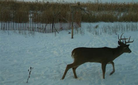 Trail Cam Locations For Increasing Buck Pics Whitetail Habitat Solutions