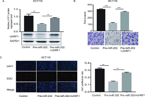 overexpression of uhrf1 partially reversed the proliferation and download scientific diagram