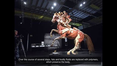 The Amazing Body Worlds And The Cycle Of Life Exhibition Youtube