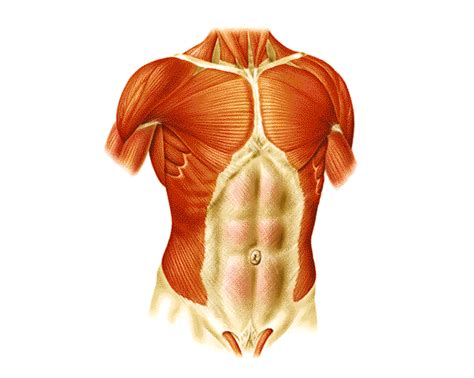 Láminas Interactivas Sistema Muscular Músculos Del Tronco 1 Músculos Del Cuerpo Humano