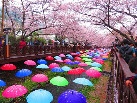 Musim Bunga Korea Bulan Berapa Di Korea Tidak Hanya Di Musim Semi
