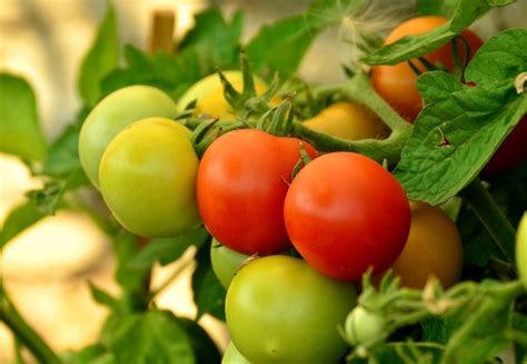 A tomato plant will grow in a wide range of conditions, but temps on the extreme side can impact the number and quality of fruit your plant makes. Mulch Tomatoes Now to Save Time Later | Espoma