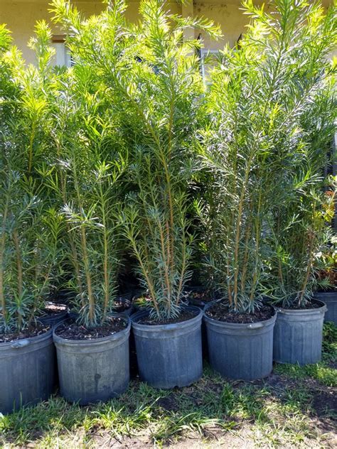 Interested in tall ornamental grasses for screening plants for privacy? Spectacular Podocarpus Plants for immediate privacy! 5 ...