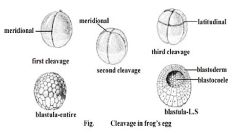 Cleavage And Types Frogs Egg