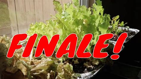 Songwriting is a great way to put down your feelings somewhere that's secure. Grow Where You're Planted Finale - YouTube