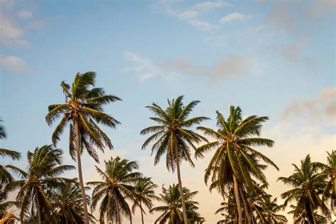 Africa Beach Palms Sky Summer · Free Photo