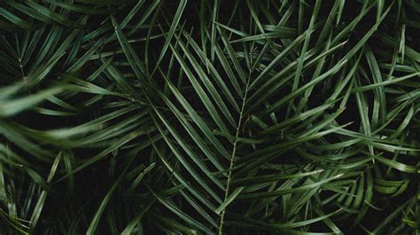 Palm Leaves Branches Plant Green Dark 4k HD Wallpaper